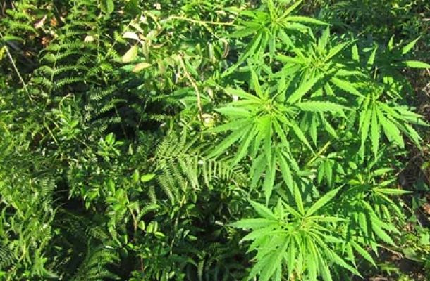 Naugatuck Valley Community College to Offer Horticulture of Cannabis Course