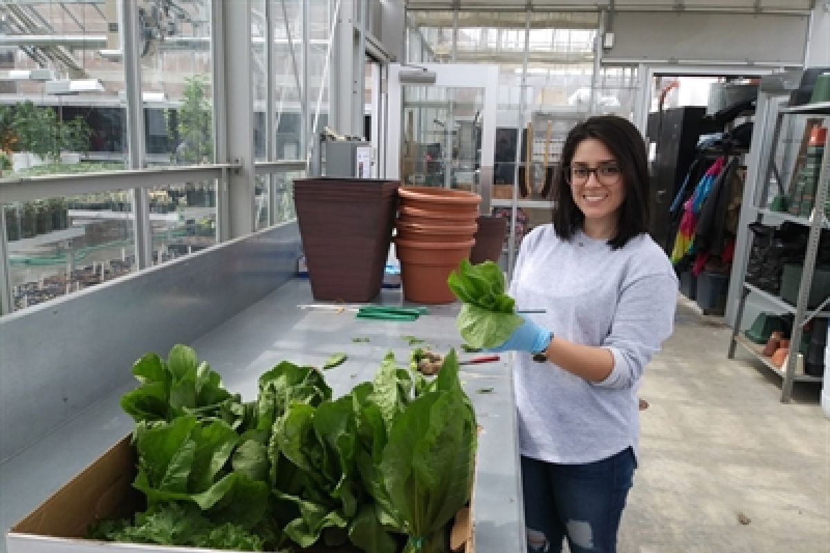 NVCC’s Horticulture Students Grow Fresh Produce for Fellow Students Struggling with Food Insecurity